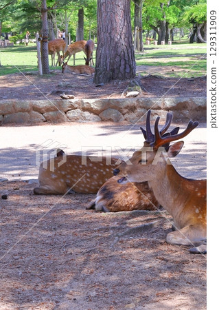 Out-of-focus photo collection of scenery around Nara Park 129311909