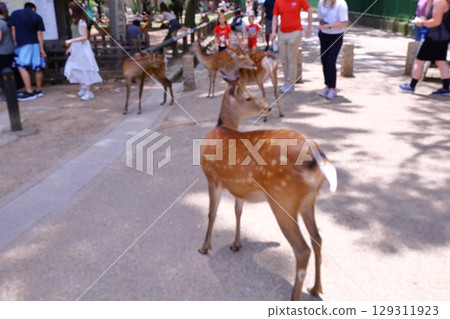 Out-of-focus photo collection of scenery around Nara Park Out-of-focus photo collection of scenery around Nara Park 129311923