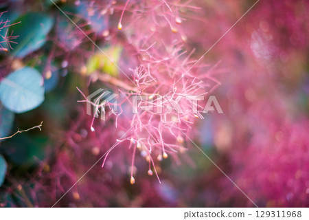 Flowering bush smoke tree of red cotinus coggygria. Flowering bush smoke tree of red cotinus coggygria. 129311968