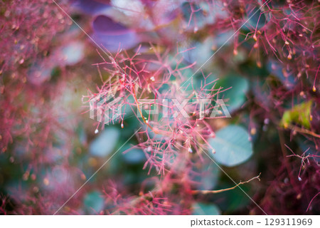 Flowering bush smoke tree of red cotinus coggygria. Flowering bush smoke tree of red cotinus coggygria. 129311969