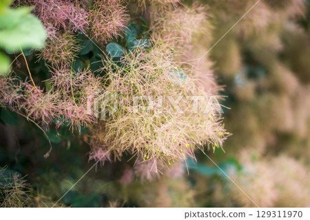 Flowering bush smoke tree of red cotinus coggygria. Flowering bush smoke tree of red cotinus coggygria. 129311970