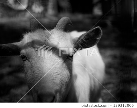一隻正在靠近的山羊的單色照片 129312006