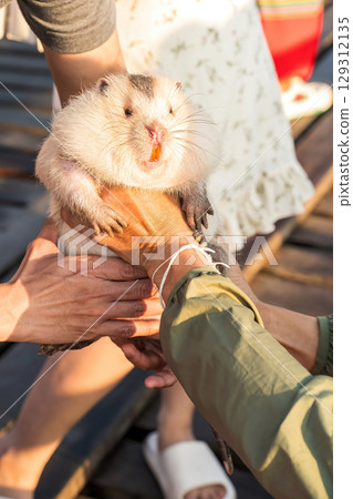 Bamboo rat 129312135