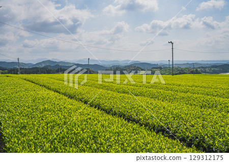 The expansive tea fields of Iwata City (Shizuoka Prefecture) The expansive tea fields of Iwata City (Shizuoka Prefecture) 129312175