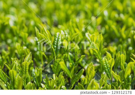 The expansive tea fields of Iwata City (Shizuoka Prefecture) 129312178