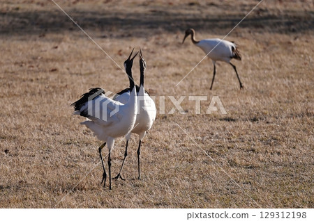 丹頂鶴二重唱 129312198