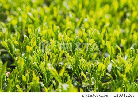 The expansive tea fields of Iwata City (Shizuoka Prefecture) 129312203