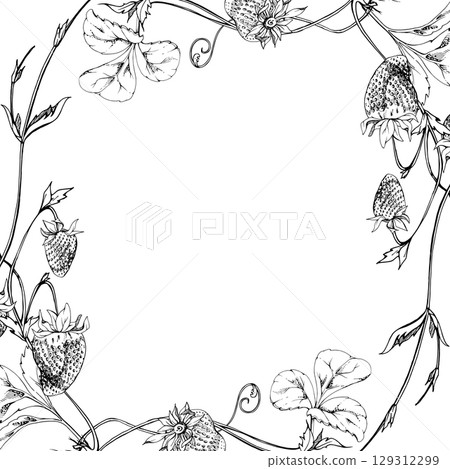 Strawberry on stems with vines tendrils, hanging ripe garden berry pineberry strasberry snakeberry hand drawn in vector ink. Isolated square border corner frame. Farmers market, eco gardening calendar 129312299