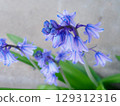 從上方拍攝的西班牙藍鈴花 129312316