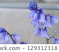 一簇西班牙藍鈴花 129312318