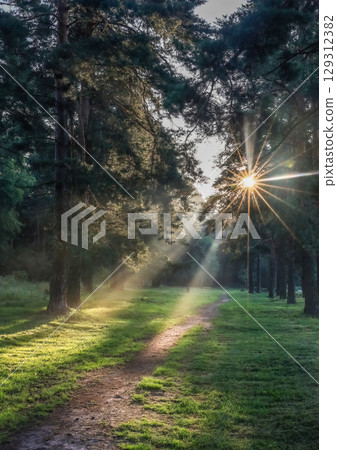Morning in the forest. Morning in the forest. 129312382