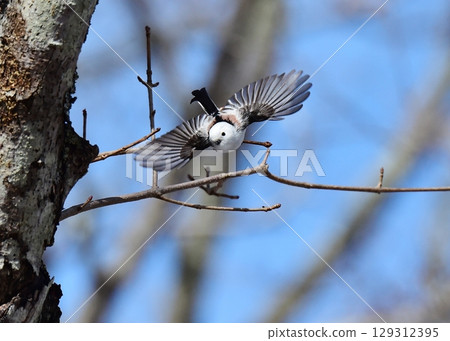 A long-tailed tit flying gracefully against the blue sky 129312395