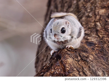 A Siberian flying squirrel posing for the camera from the top of a large tree A Siberian flying squirrel posing for the camera from the top of a large tree 129312396