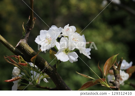 Pear flower bloom pear flower 129312410