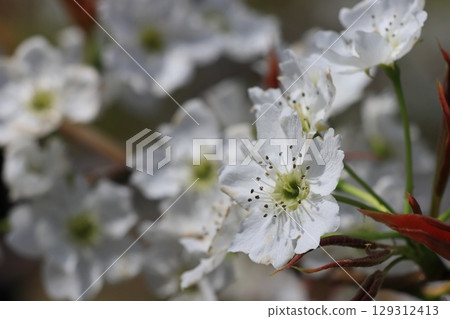 Pear flower bloom pear flower Pear flower bloom pear flower 129312413