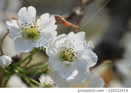 Pear flower bloom pear flower Pear flower bloom pear flower 129312414