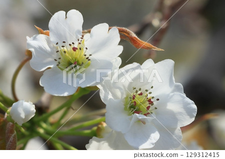Pear flower bloom pear flower Pear flower bloom pear flower 129312415