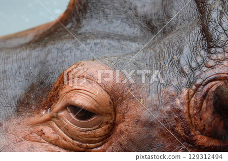 Hippopotamus at Asahiyama Zoo (Asahikawa, Hokkaido) 129312494