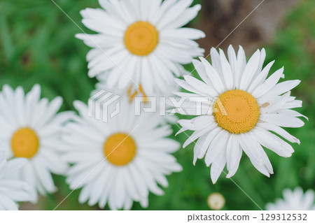 Bright white daisies with yellow centers blooming in a garden. A perfect symbol of purity, summer, and simplicity Bright white daisies with yellow centers blooming in a garden. A perfect symbol of purity, summer, and simplicity 129312532