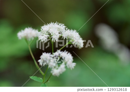 Miyama larch flowers Miyama larch flowers 129312618