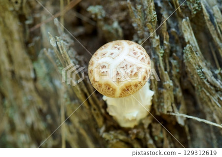 Young mushrooms of the pine maggot Young mushrooms of the pine maggot 129312619