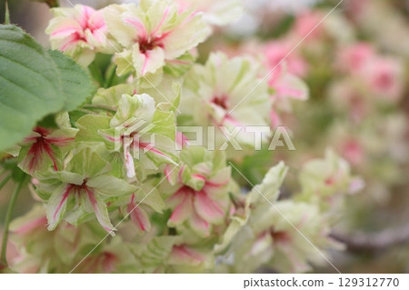 Turmeric cherry blossoms beginning to turn red Turmeric cherry blossoms Cherry blossoms Turmeric in full bloom 129312770