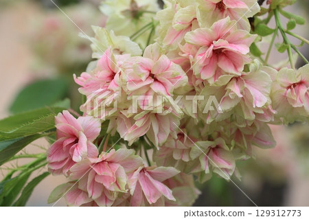 Turmeric cherry blossoms beginning to turn red Turmeric cherry blossoms Cherry blossoms Turmeric in full bloom 129312773