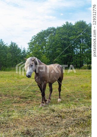 Horse in the field with white mane. Halfling. Europeand landscape. Symbol of 2026 year 129312776
