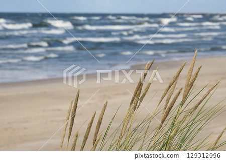 Golden grasses swaying on a beach, with the ocean in the background. Golden grasses swaying on a beach, with the ocean in the background. 129312996
