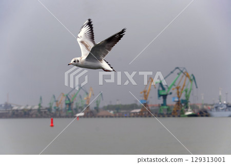 Seagull in Flight Over Waterfront With Industrial Harbor Cranes in View 129313001