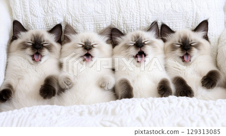 Siberian kittens yawning and lying comfortably on a bed in a cozy setting 129313085