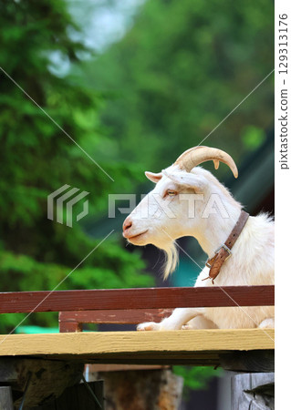 旭山動物園的山羊（北海道旭川市） 129313176
