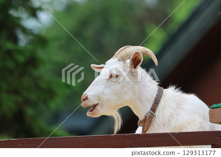 旭山動物園的山羊（北海道旭川市） 129313177