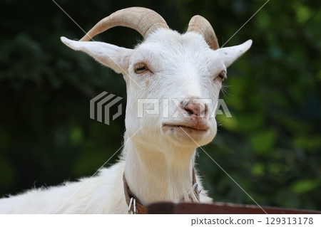 Goats at Asahiyama Zoo (Asahikawa, Hokkaido) 129313178