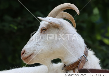 旭山動物園的山羊(北海道旭川市) 旭山動物園的山羊(北海道旭川市) 129313179