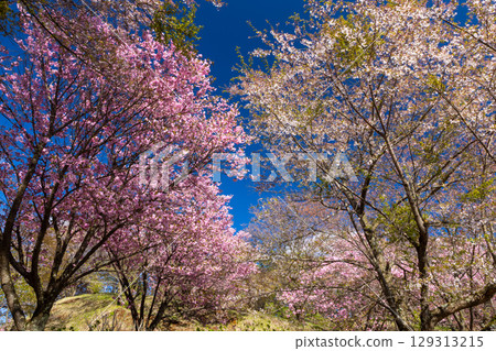 福島縣山郡豬苗代町著名的櫻花勝地龜城公園，可欣賞到晚開的重瓣櫻花和其他櫻花。 129313215