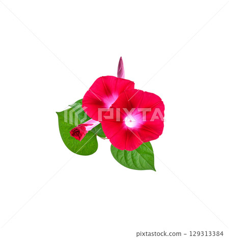 Close-up of beautiful pink flower blooming in nature, isolated on white background. 129313384