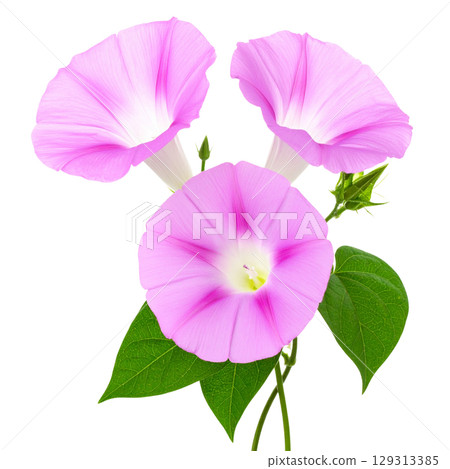 Close-up of beautiful pink flower blooming in nature, isolated on white background. 129313385