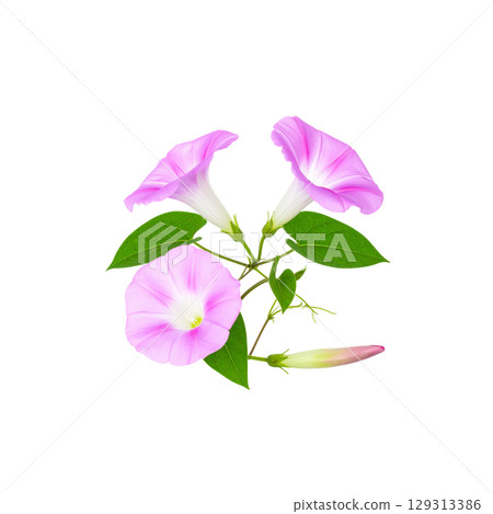 Close-up of beautiful pink flower blooming in nature, isolated on white background. 129313386
