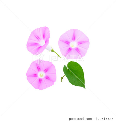 Close-up of beautiful pink flower blooming in nature, isolated on white background. 129313387