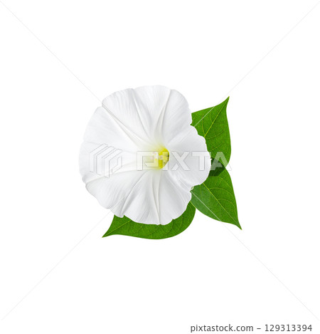 Beautiful floral illustration with white flowers isolated on white background. Beautiful floral illustration with white flowers isolated on white background. 129313394
