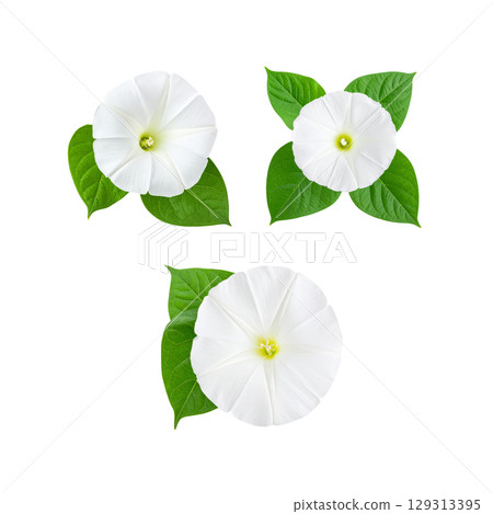 Beautiful floral illustration with white flowers isolated on white background. 129313395