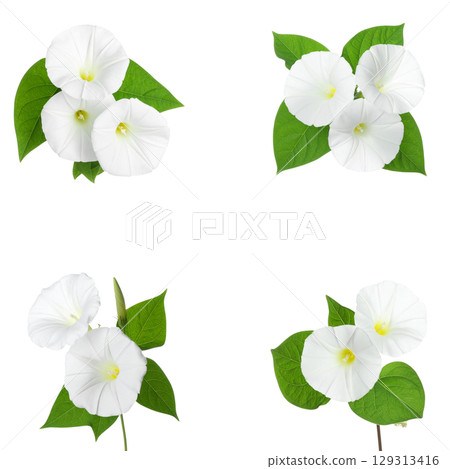 Colorful floral and leaf patterns isolated on white background. Colorful floral and leaf patterns isolated on white background. 129313416