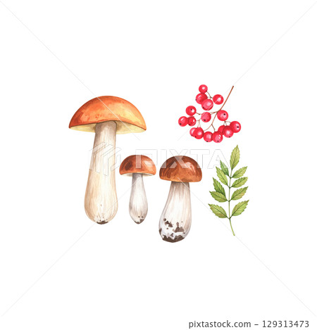 Fresh brown and white mushrooms isolated on white background Fresh brown and white mushrooms isolated on white background 129313473