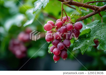 Fresh Red Grapes Covered in Raindrops on Lush Green Vine Leaves 129313636