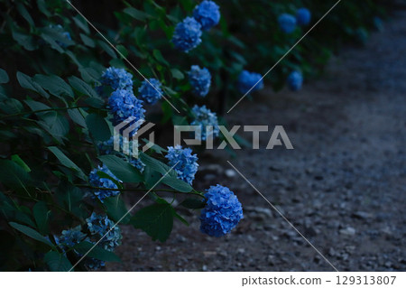 Blue hydrangeas at Kozenji Temple in Nagano 129313807