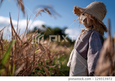 Scarecrow in Golden Rice Field Under Clear Blue Sky 129313972