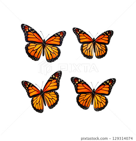 A colorful monarch butterfly with black and orange wings flies in nature. A colorful monarch butterfly with black and orange wings flies in nature. 129314074