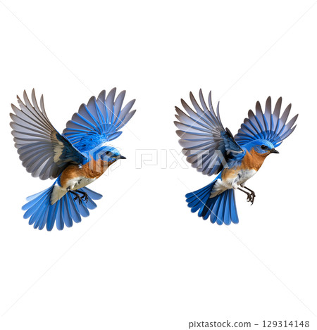 Colorful tropical birds, including parrots and macaws, fly through the jungle with their colorful feathers and spread wings on a white background. 129314148