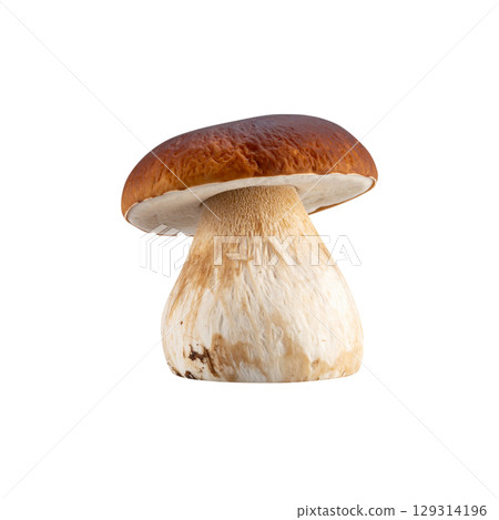 Mushrooms including enoki mushrooms isolated on white background 129314196